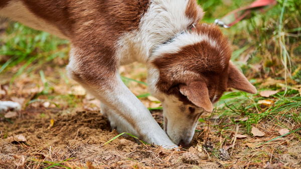 Jardinage de printemps : que faire quand son chien creuse partout ?