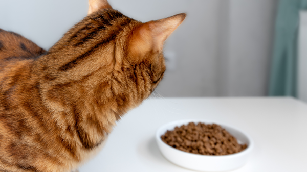 Alimentation du chat : les essentiels pour bien vieillir