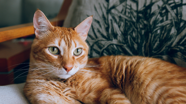 Retour au bureau : Et votre chien ou chat dans tout ça ?