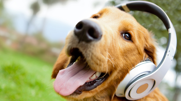 Fête de la musique, terrasses, marchés d'été : faut-il vraiment emmener son chien partout ?