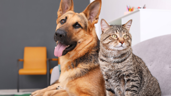 Alimentation du chien et du chat : 10 idées reçues expliquées simplement