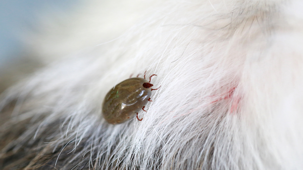 Attention aux tiques : risques et protection du chien et du chat