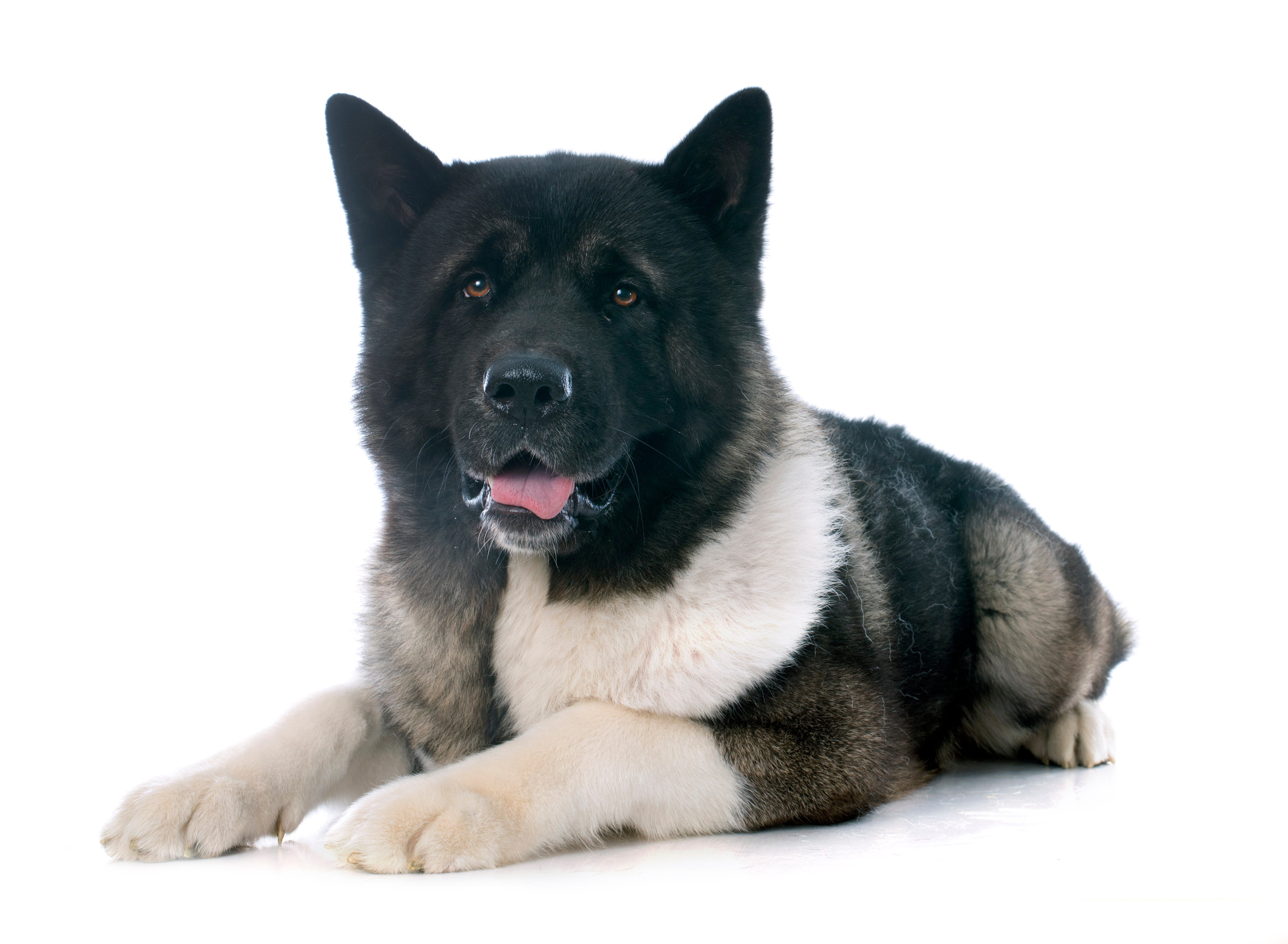 American Akita Everything About This Majestic and Loyal Dog Marly Dan