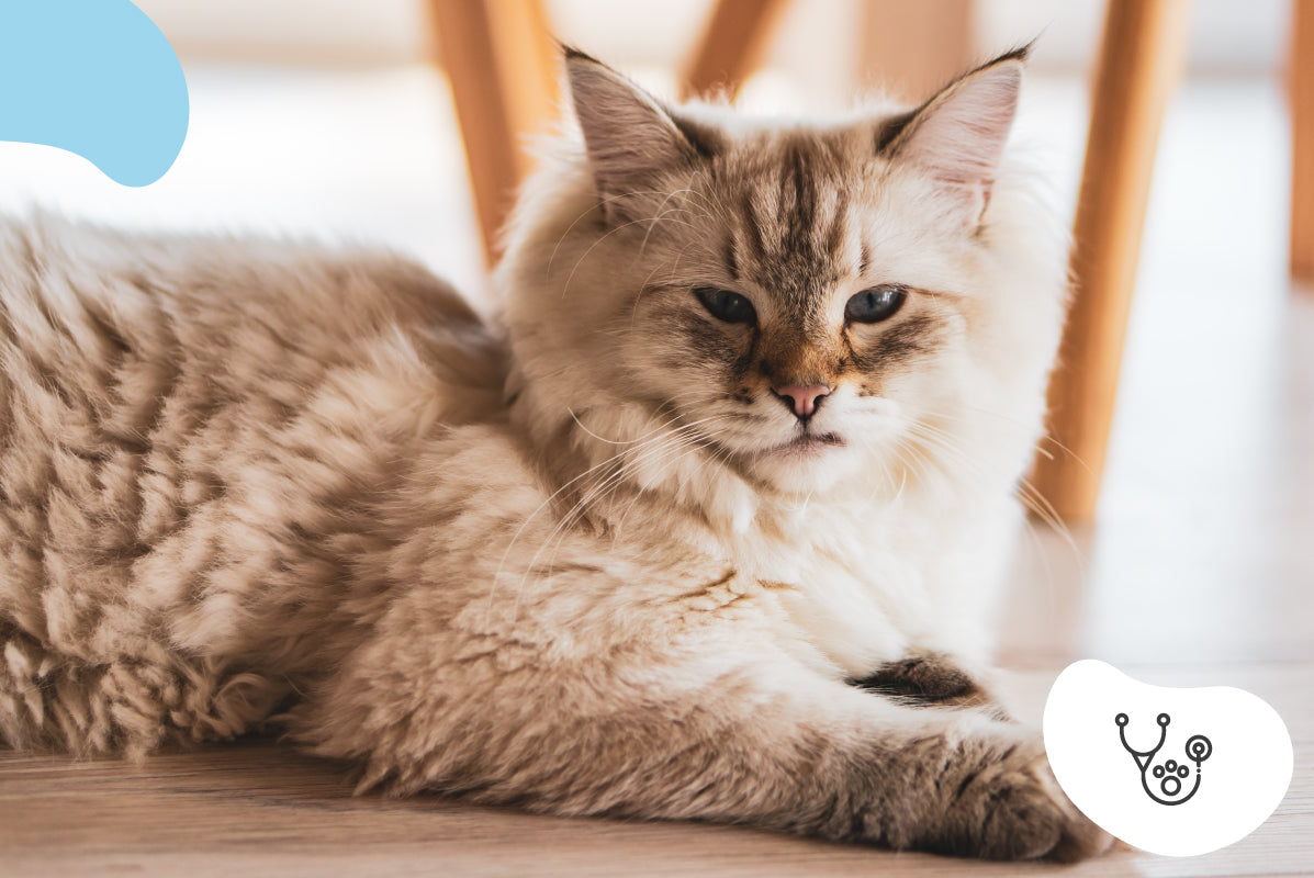 Tout Comprendre sur les Chaleurs chez le Chat : Symptômes, Gestion et Solutions