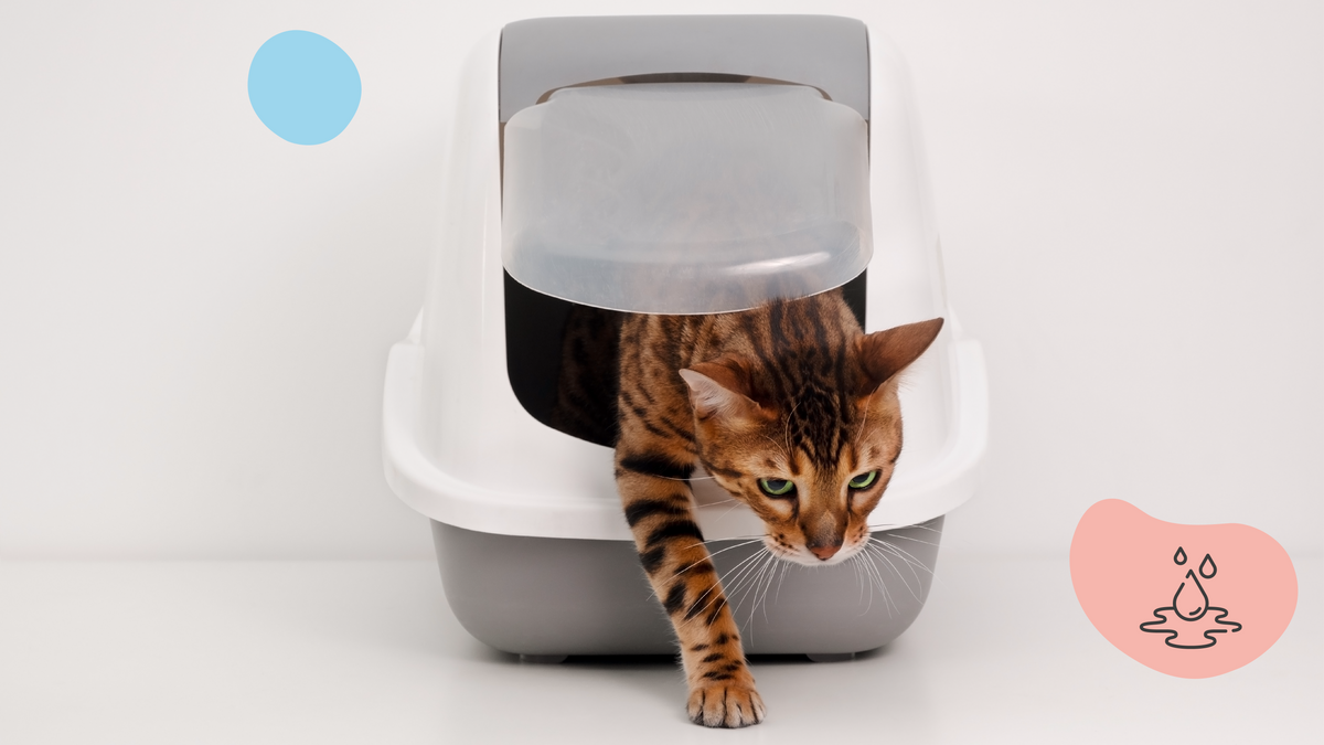 Infection urianire chez le chat