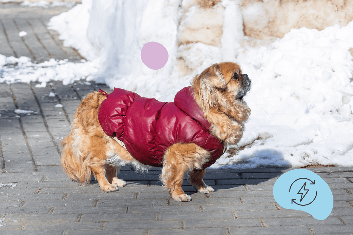 Bien au Chaud et en Bonne Santé : Tout sur les Manteaux pour Chiens