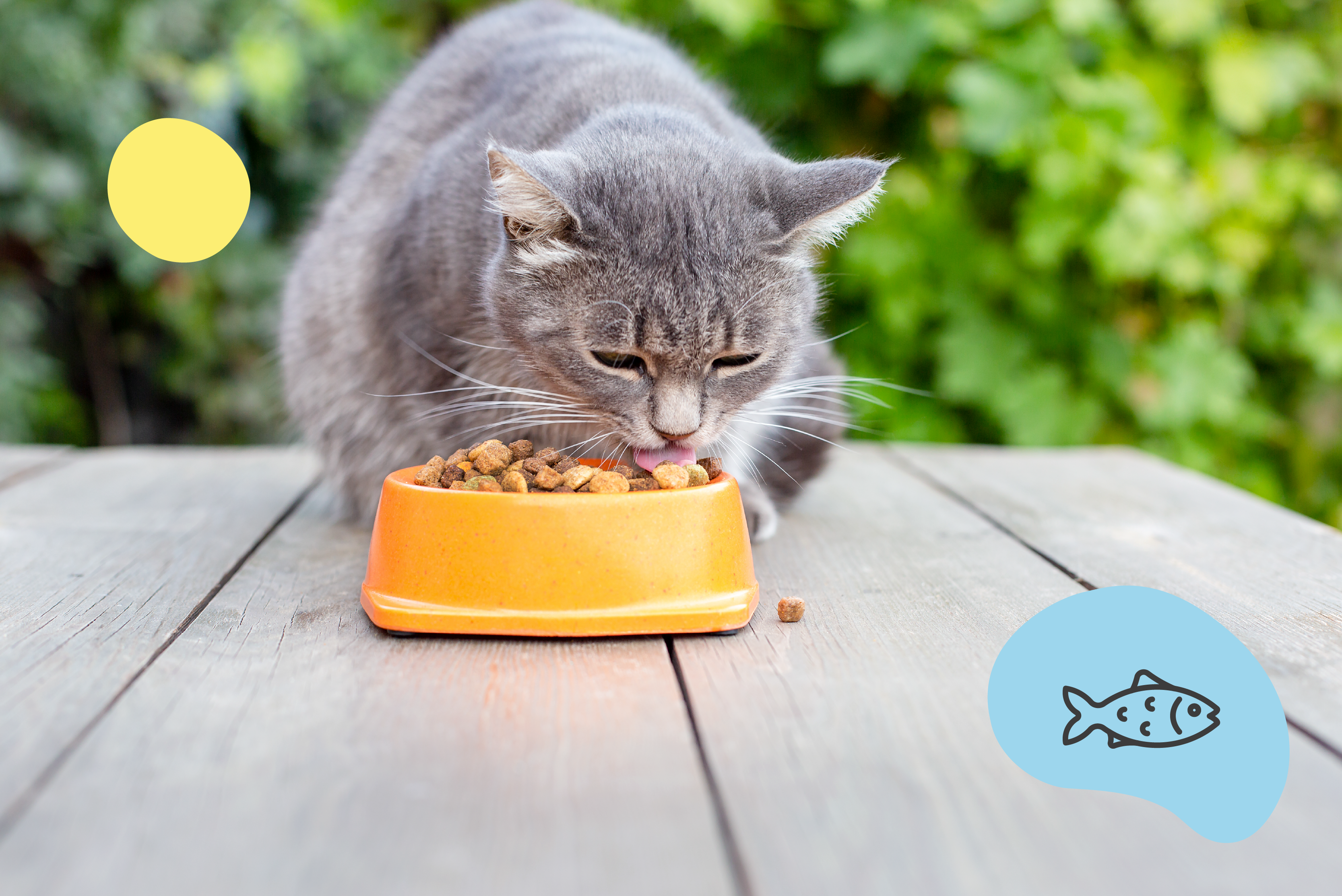 Salmon Oil for Cats Natural Remedy Marly Dan