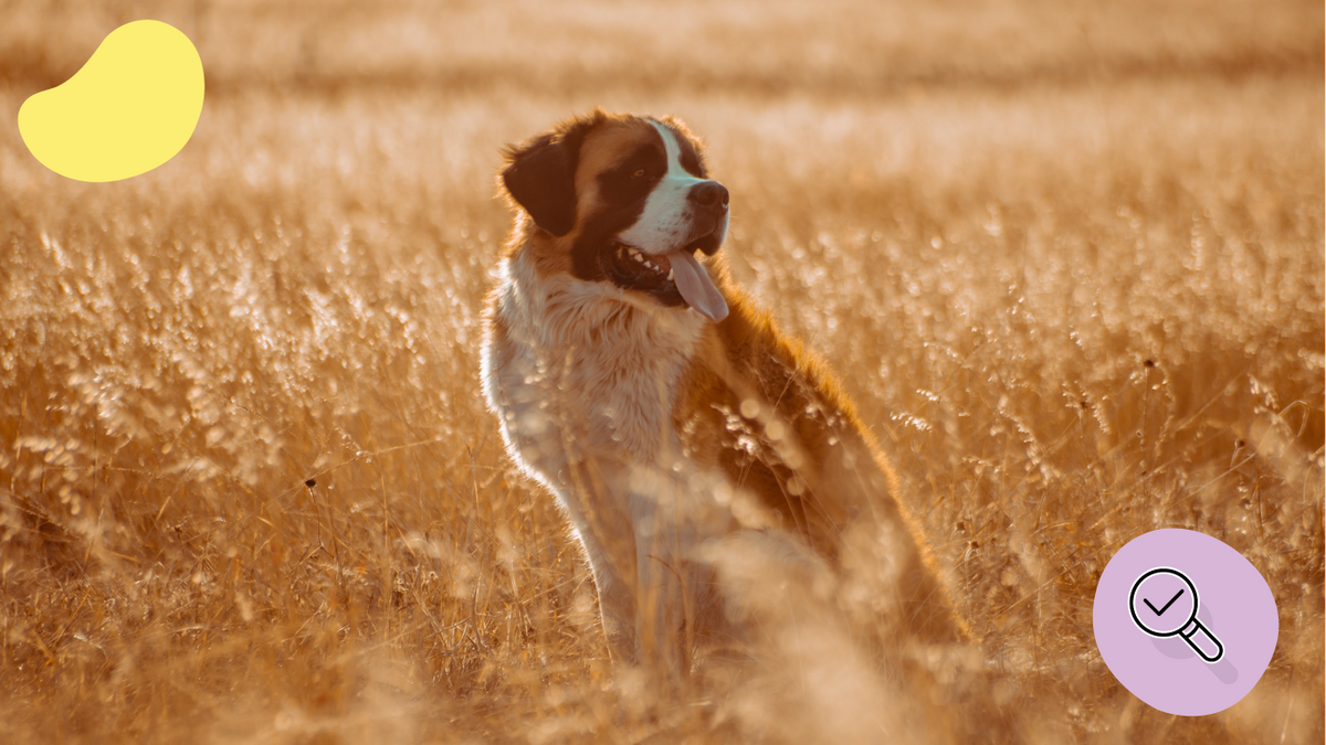 Les Épillets chez les Chiens : Dangers, Symptômes et Prévention
