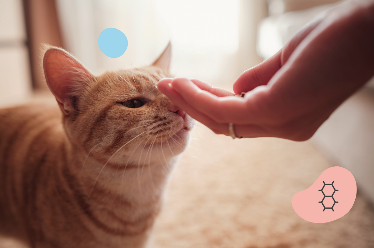 Friandises pour chat au saumon