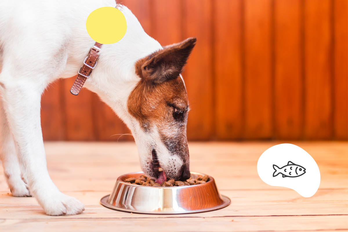 Les bienfaits de l'huile de saumon pour chien, booster d'appetence