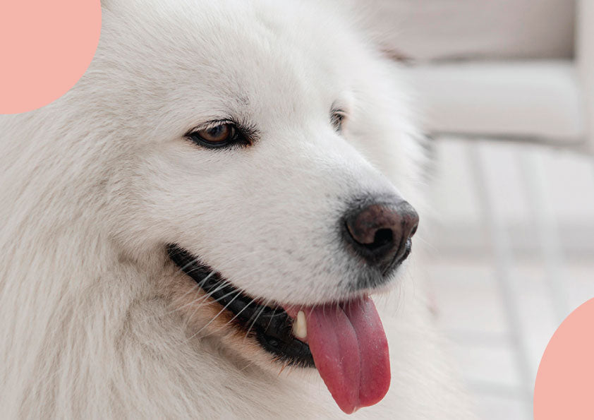 Saumon chien chat