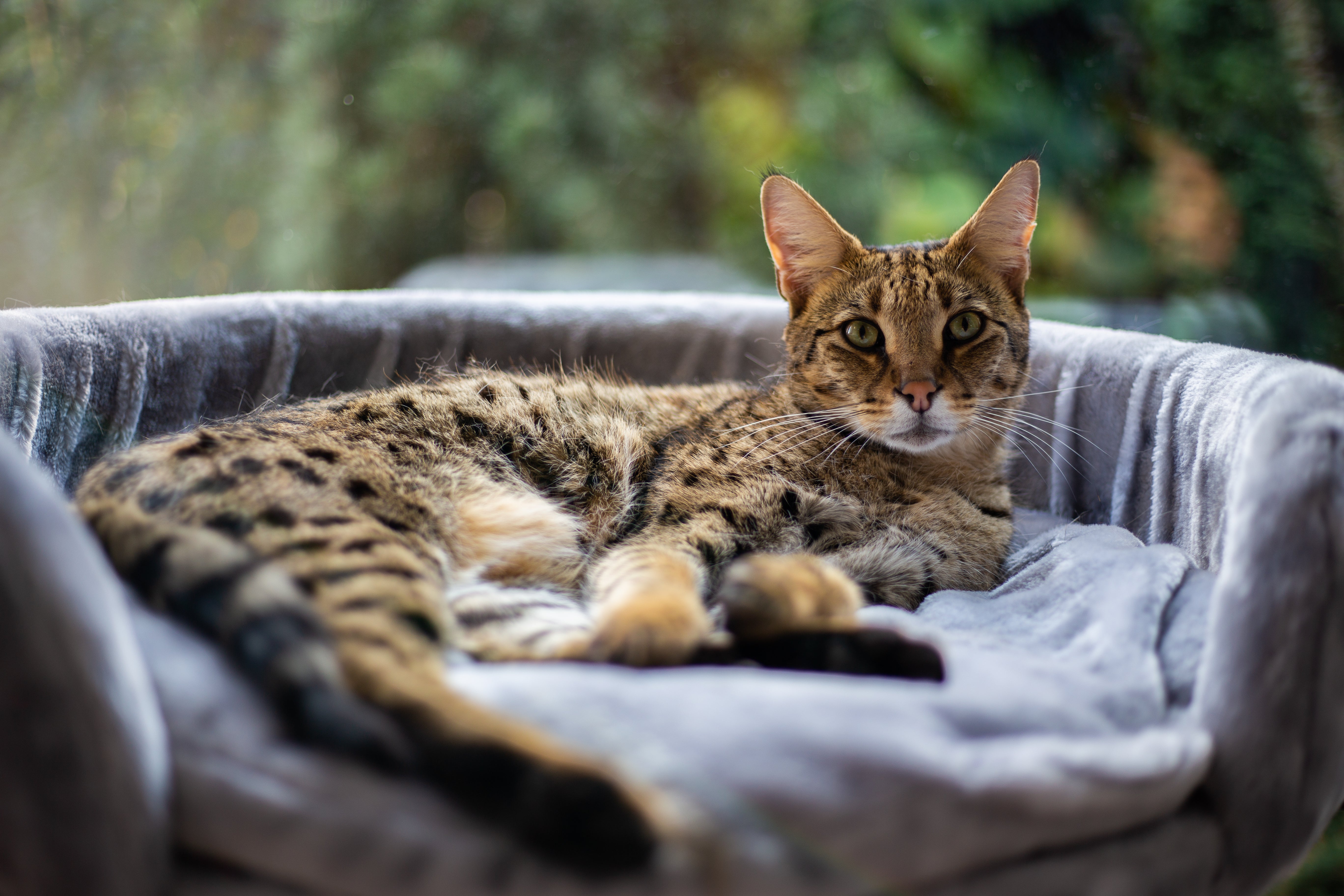 Savannah: Eigenschaften, Verhalten, Pflege und Preis – Marly & Dan