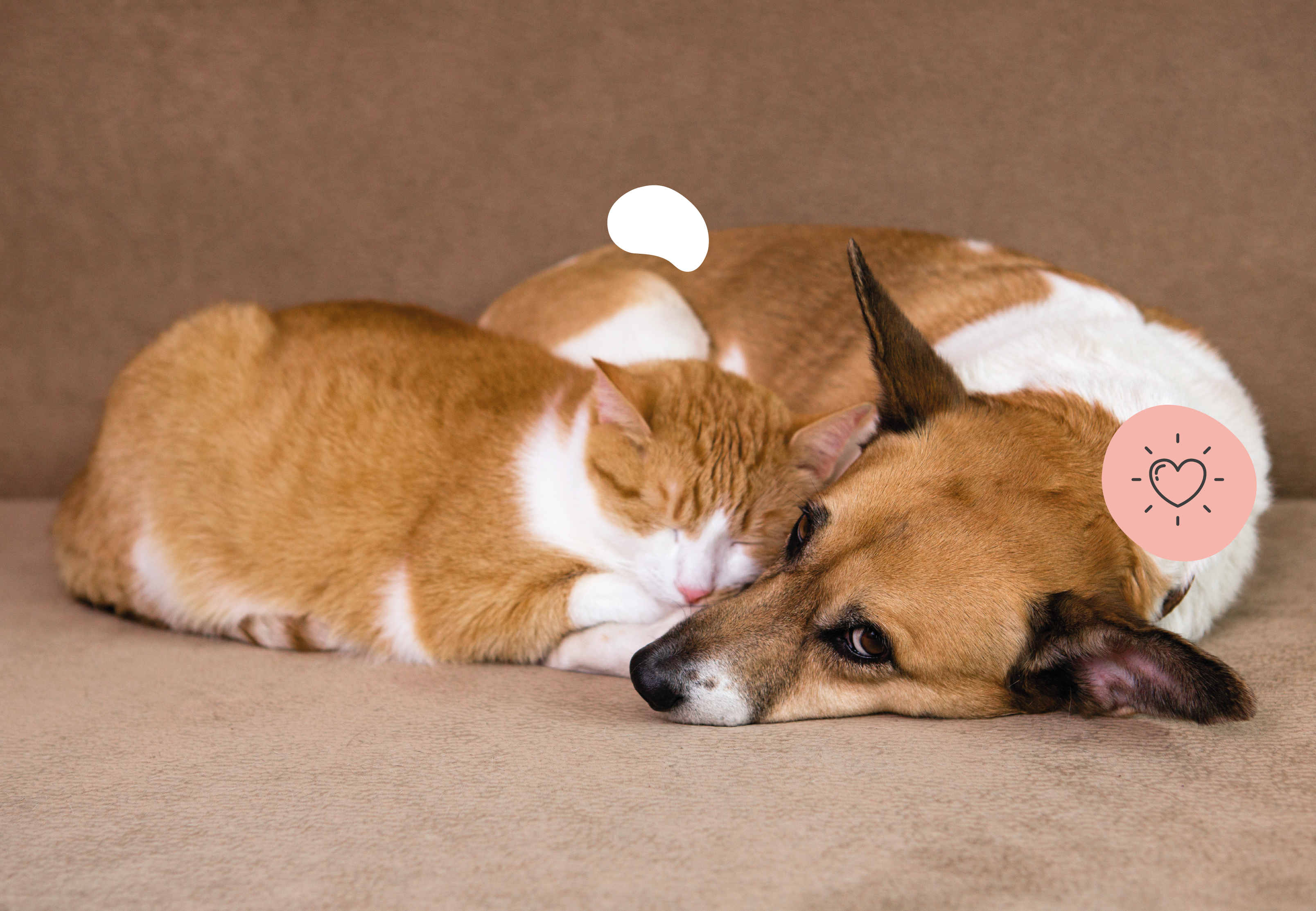 Cats sleeping with dogs cheap