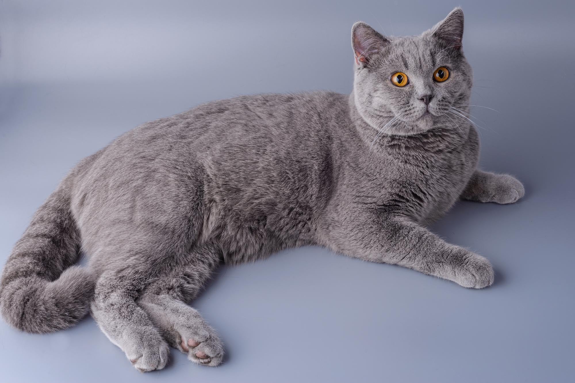 British Shorthair Cat: Your Complete Guide to The Chubby-Cheeked Charmer