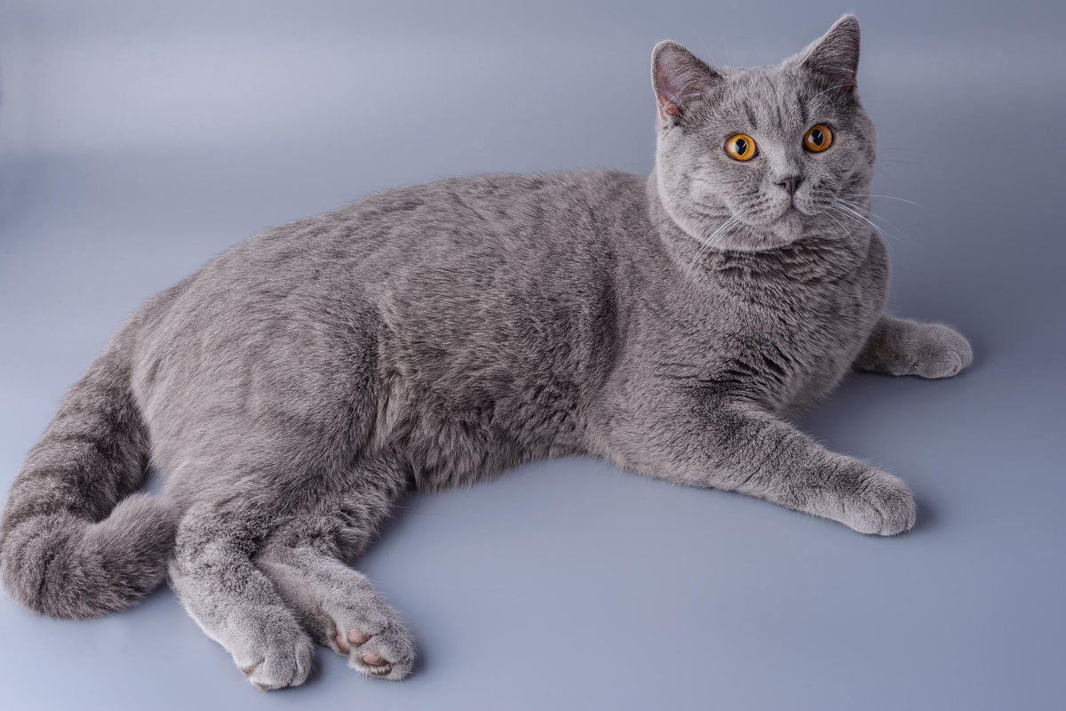 Chats British Shorthair Close Up Photo Of A British Shorthair Cat chats-british-shorthair-close-up-photo-of-a-british-shorthair-cat