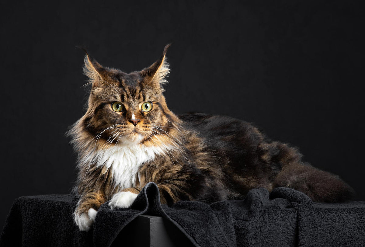 Maine Coon Cat Maine Coon Cat