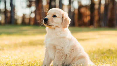 Accueillir un chiot à la maison : checklist, conseils et première nuit