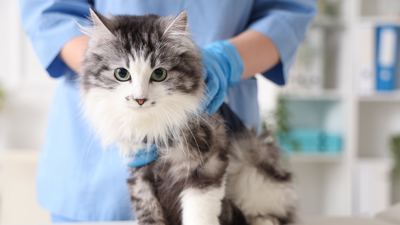 À Pâques, attention au chocolat : que faire si votre chien ou chat en mange ?