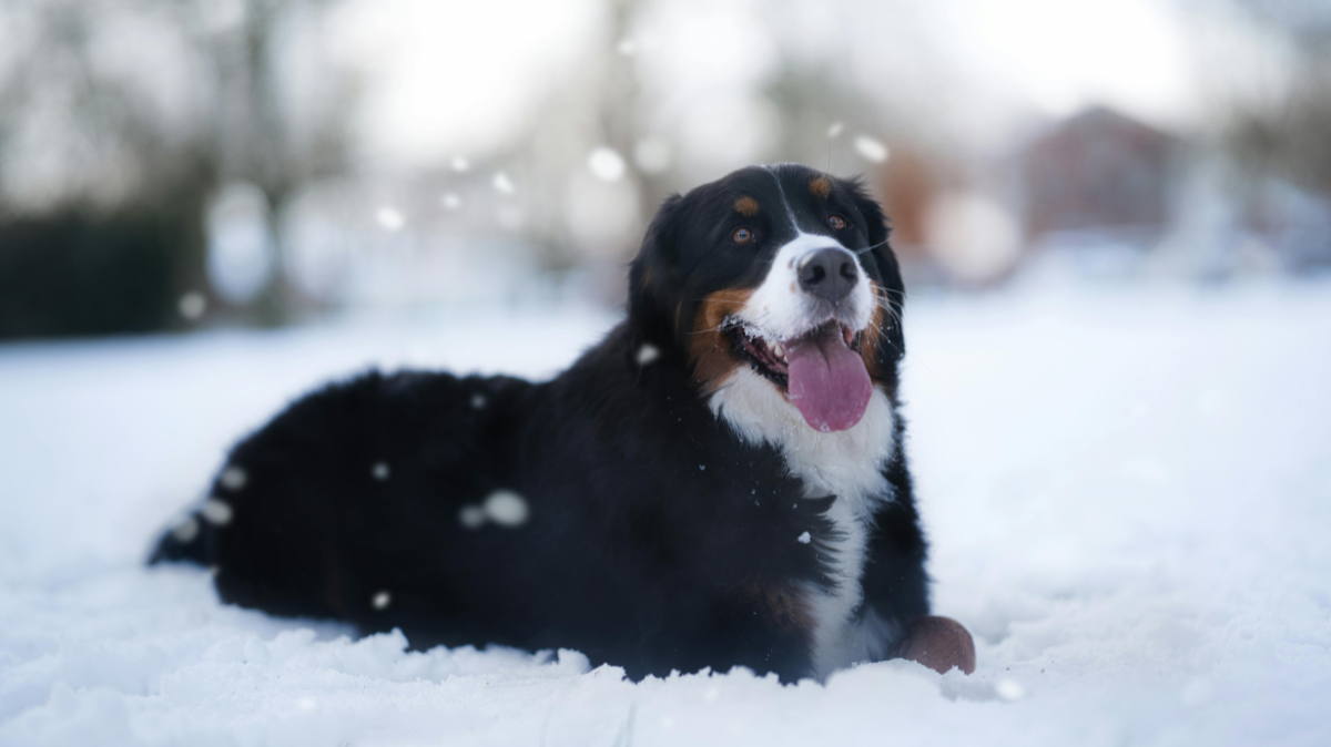 Partir au ski avec son chien: Bonne ou mauvaise idée?