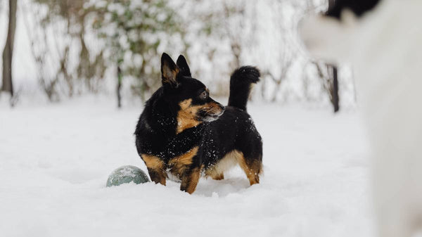 Protéger son chien et son chat en hiver : les 7 dangers à connaître