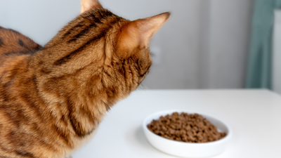 Alimentation du chat : les essentiels pour bien vieillir