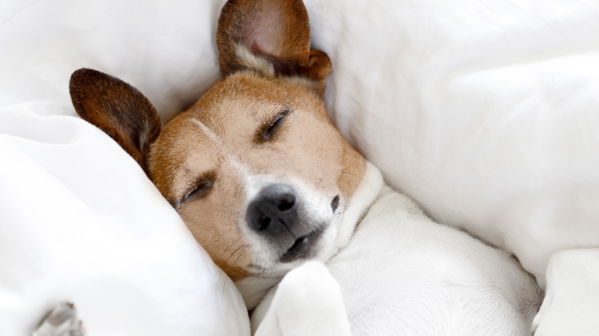 Les signaux d'apaisement chez le chien : décoder son langage silencieux