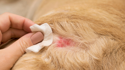 Allergie au pollen chez le chien et le chat : reconnaître, prévenir et soulager