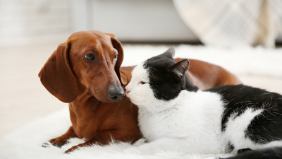 Journée mondiale des animaux : célébrons nos chiens et chats, compagnons extraordinaires