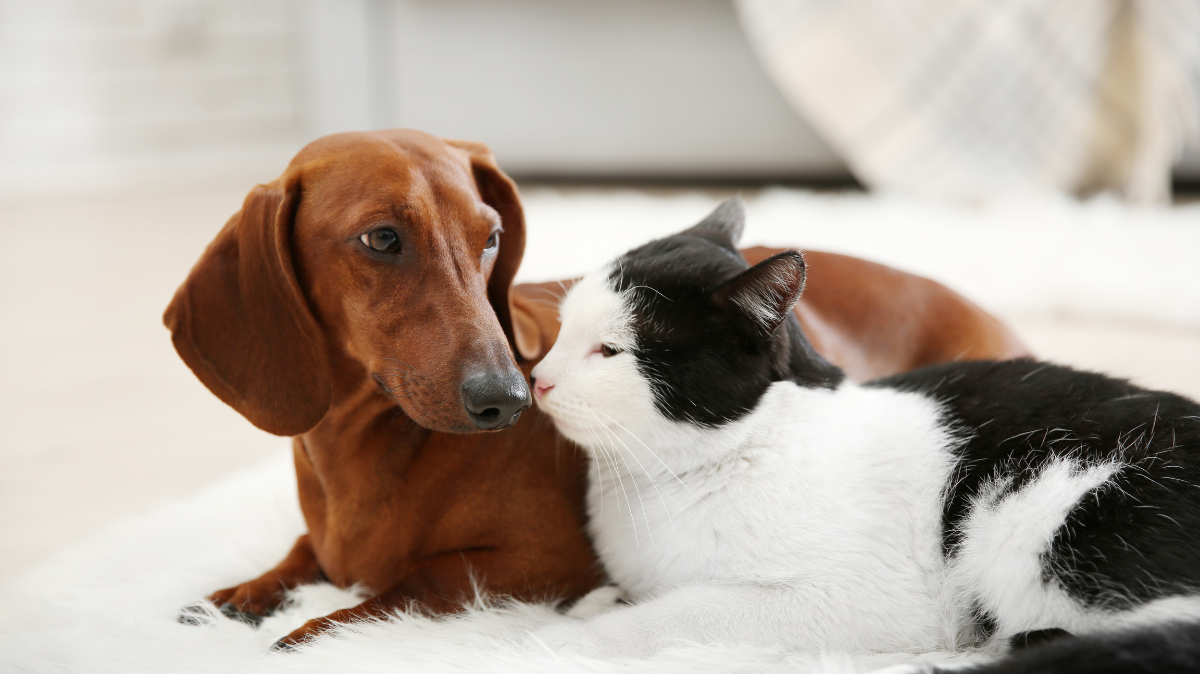 Journée mondiale des animaux : célébrons nos chiens et chats, compagnons extraordinaires