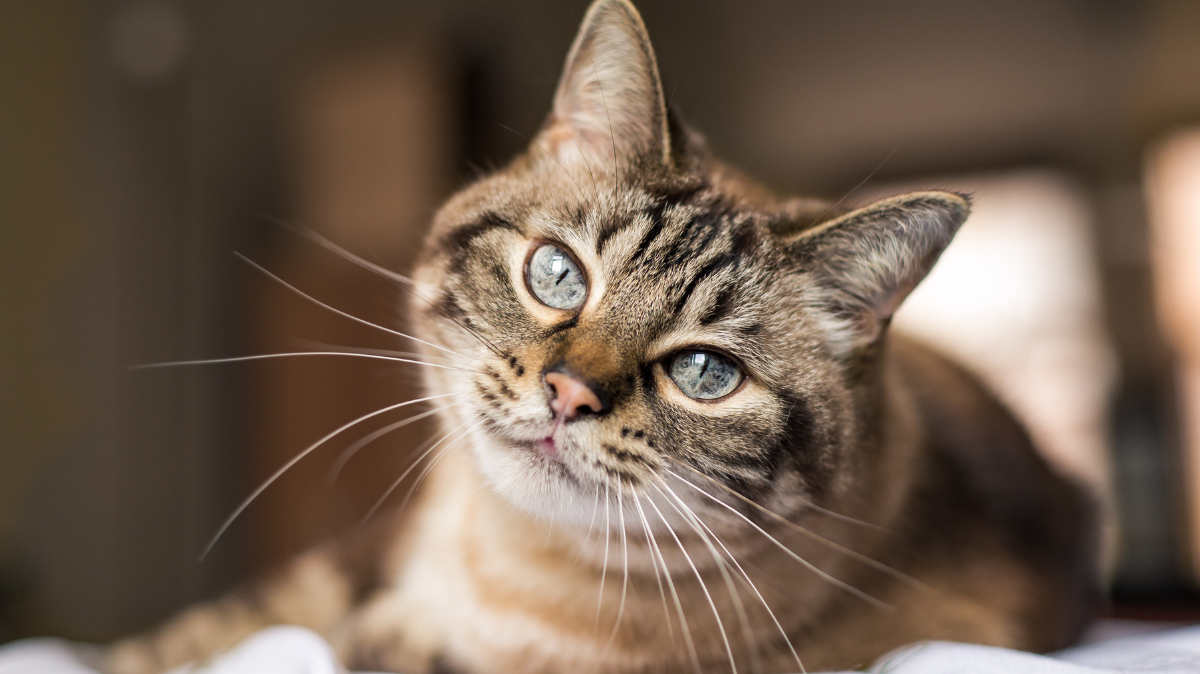 Pourquoi nos chats vivent plus vieux…mais pas forcément mieux !