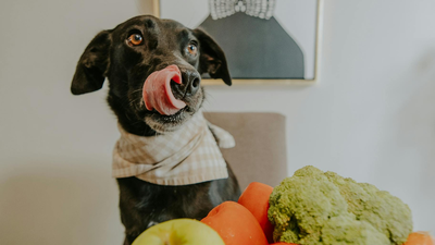 Fruits et légumes de saison : lesquels sont bons pour votre chien ou votre chat ?
