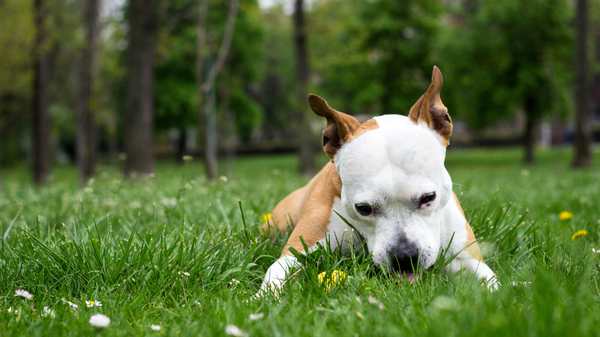 Votre chien mange de l’herbe… faut-il le laisser faire ?