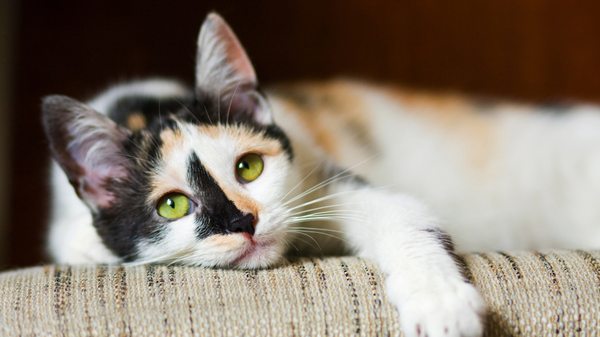 Ennui chez le chat d'intérieur : comment détecter les signes et agir efficacement