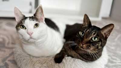 Adopter un deuxième chat : comment réussir la cohabitation sans stress