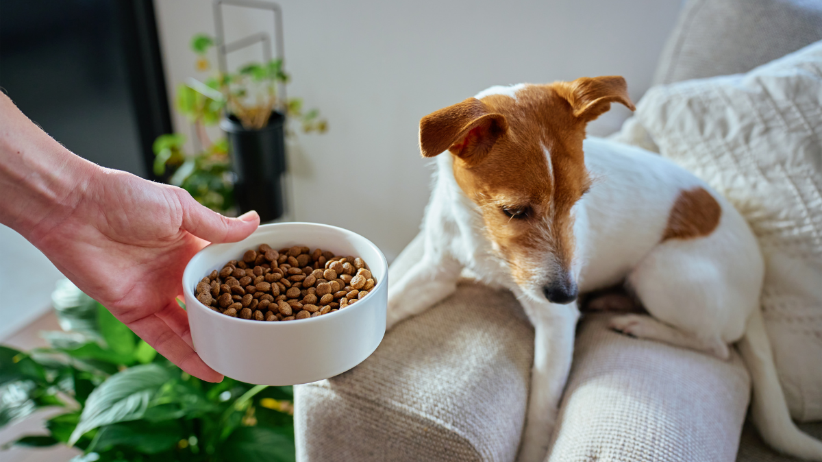 Allergies alimentaires chez le chien et le chat : symptômes, causes et solutions