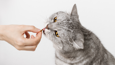 Friandises pour chien et chat : comment les intégrer dans leur alimentation