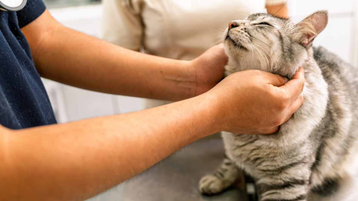 Santé de votre chien ou chat : 5 super-pouvoirs que vous avez déjà