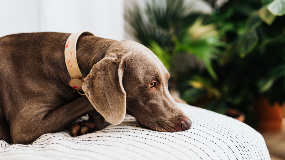 Santé mentale du chien : comment détecter stress, anxiété et dépression