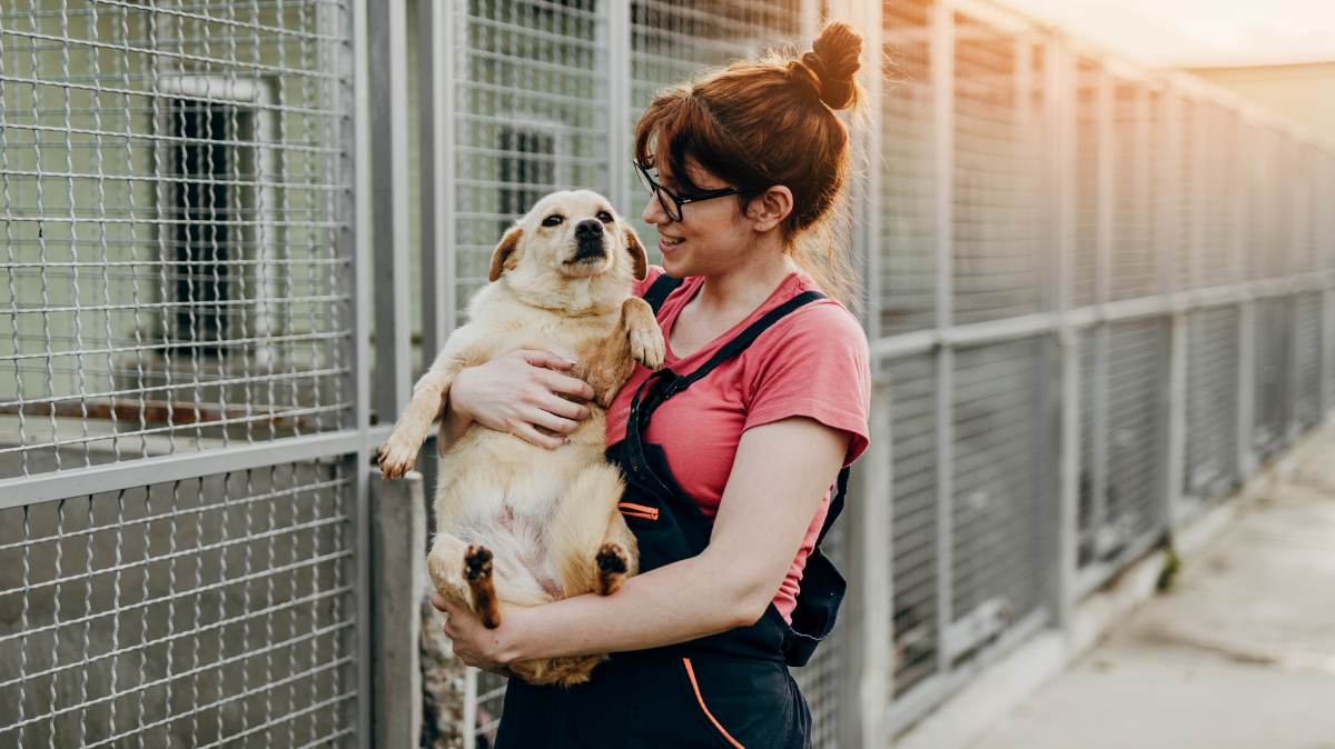 Adopter un chien ou un chat en 2026 : choisir un engagement qui a du sens