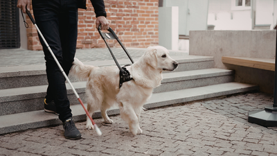 Journée internationale du chien-guide : hommage à ces chiens qui donnent des ailes — et méritent le meilleur