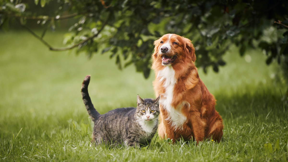 Arrivée du printemps : comment accompagner la transition saisonnière chez le chien et le chat