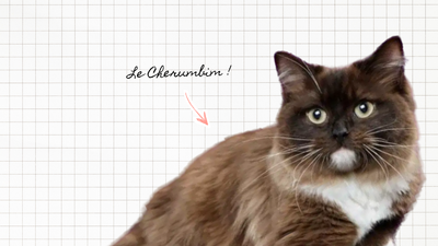 Le LOOF officialise une nouvelle race de chat : le Cherubim 