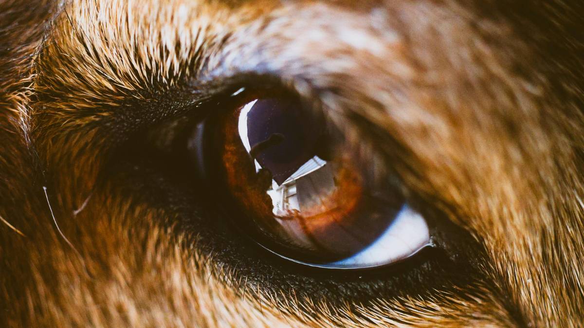 Nutrition et santé oculaire du chien et du chat : comment protéger leur vision