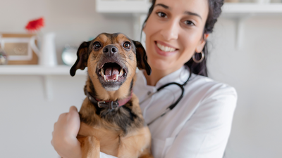 Bilan vétérinaire de printemps : le check-up essentiel pour votre chien ou chat