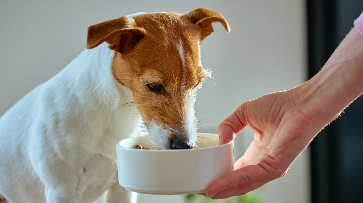 Alimentation sans céréales pour chien et chat : vrais bienfaits ou simple tendance ?