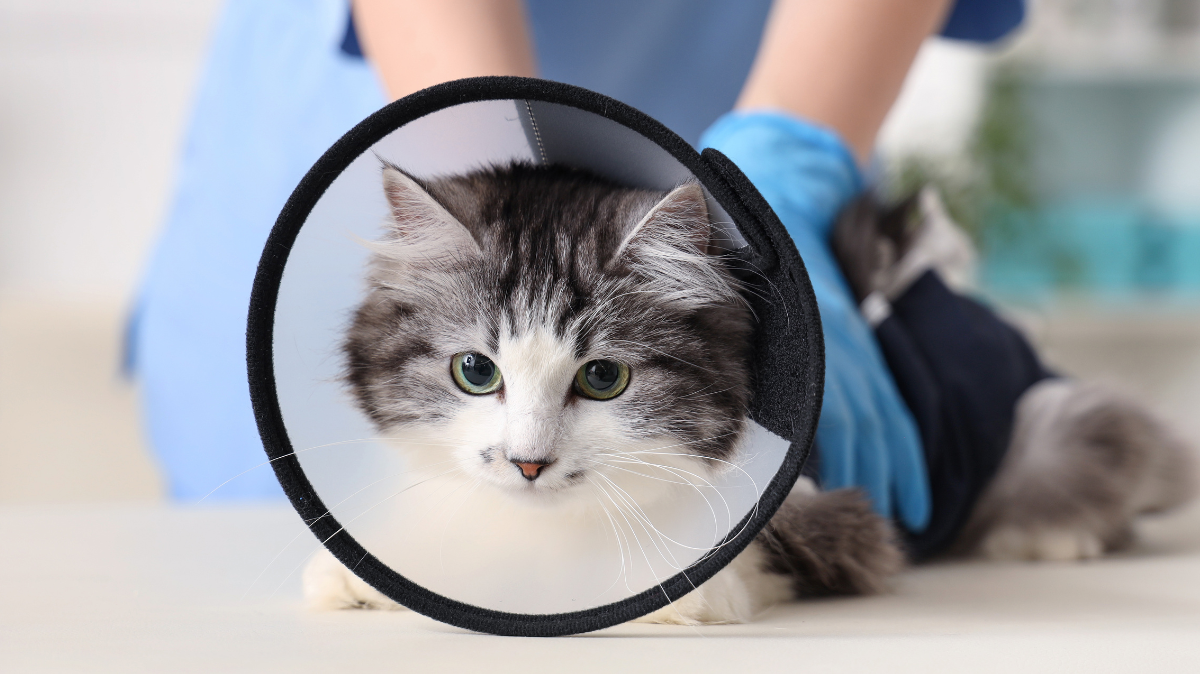 Chien et chat stérilisés : faut-il changer leur alimentation ?