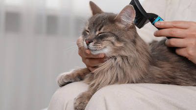 Bien prendre soin du pelage de votre chien ou chat : guide complet et conseils pratiques