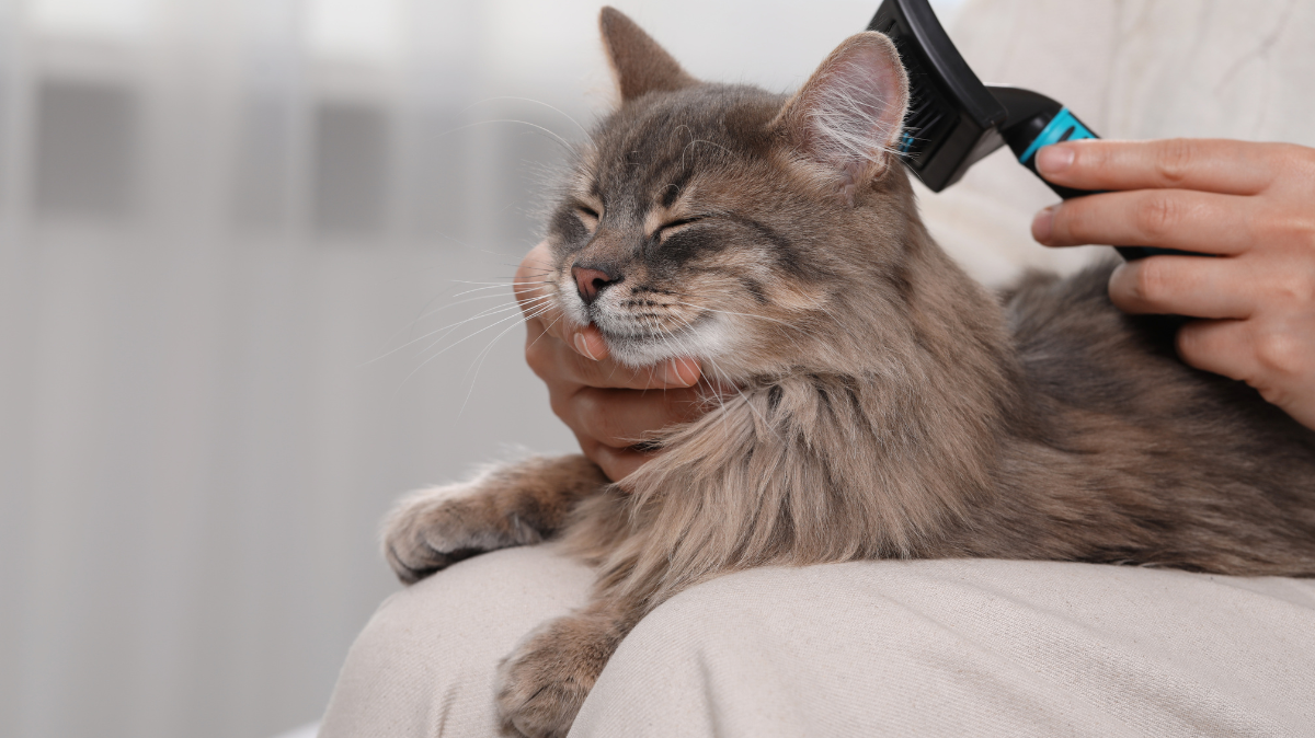 Bien prendre soin du pelage de votre chien ou chat : guide complet et conseils pratiques