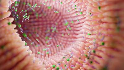 Microbiote intestinal du chien et du chat : le secret d’une santé qui se voit