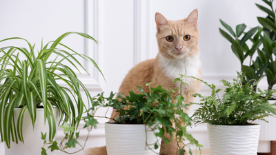 Plantes de printemps toxiques pour chien et chat : le guide complet (jardin, balcon & intérieur)